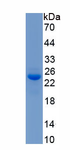 Recombinant Macrophage Inflammatory Protein 3 Alpha (MIP3a)
