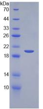 Recombinant Stem Cell Factor (SCF)