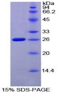 Recombinant Coagulation Factor VIII Associated Protein 1 (F8A1)