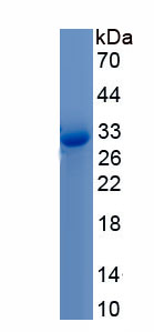 Recombinant Ubiquitin (Ub)