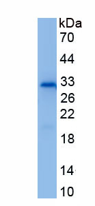 Recombinant Activin B (ACVB)