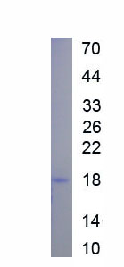 RPA197Hu03.jpg