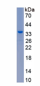 Recombinant Complement Component 3a (C3a)