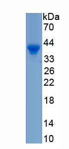 Recombinant Synaptophysin (SYP)