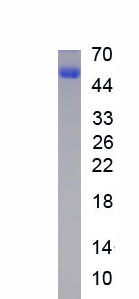 Recombinant Aquaporin 3, Gill Blood Group (AQP3)