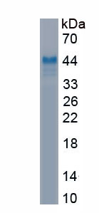 Recombinant Fibrillin 1 (FBN1)