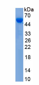 Recombinant Coagulation Factor V (F5)