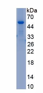 Recombinant Toll Like Receptor 4 (TLR4)