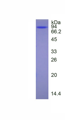 Recombinant Toll Like Receptor 4 (TLR4)