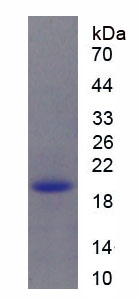 Recombinant Angiotensin I (AngI)