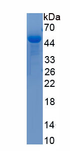 Recombinant Haptoglobin (Hpt)