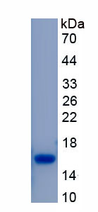 Recombinant Haptoglobin (Hpt)