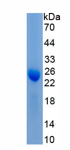 Recombinant Beta-Lactoglobulin (bLg)