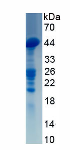 Recombinant Cluster Of Differentiation 15 (CD15)