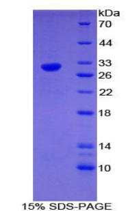 Recombinant Early Growth Response Protein 4 (EGR4)