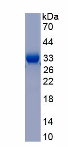 Recombinant Fibrinogen Alpha Chain (FGA)