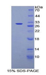 Recombinant Cluster Of Differentiation 1d (CD1d)