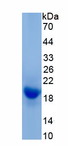 Recombinant Interleukin 31 (IL31)