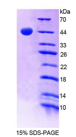 Recombinant MAX Gene Associated Protein (MgA)