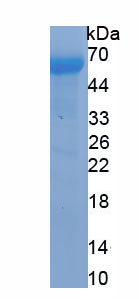 Recombinant Calcineurin (CaN)