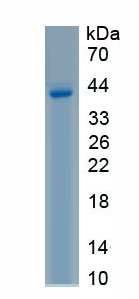 Recombinant Tenascin R (TNR)