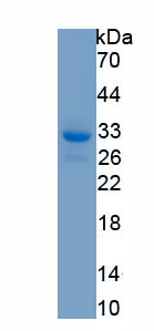 Recombinant 5-Lipoxygenase (5-LO)