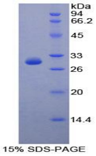 Recombinant Protocadherin 1 (PCDH1)