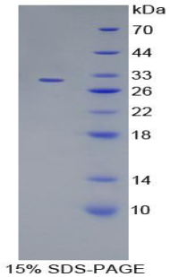 Recombinant Mitogen Activated Protein Kinase 7 (MAPK7)