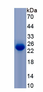 Recombinant Cluster Of Differentiation 164 (CD164)