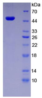 Recombinant Actin Alpha 1, Skeletal Muscle (ACTa1)