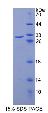 Recombinant Cell Division Cycle Protein 23 (CDC23)