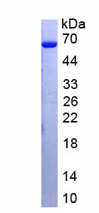 Recombinant Sialic Acid Binding Ig Like Lectin 7 (SIGLEC7)