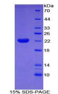 Recombinant Cofilin 2, Muscle (CFL2)