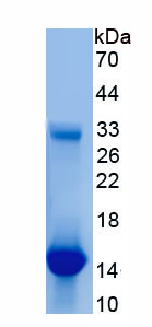 Recombinant Transforming Growth Factor Beta 3 (TGFb3)
