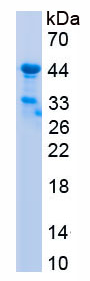 RPC011Hu03.png