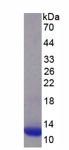 Recombinant Macrophage Inflammatory Protein 4 Alpha (MIP4a)