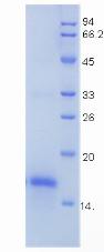 Recombinant Growth Differentiation Factor 5 (GDF5)