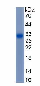 Recombinant Neurturin (NRTN)