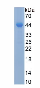 Recombinant Protein Kinase B Alpha (PKBa)