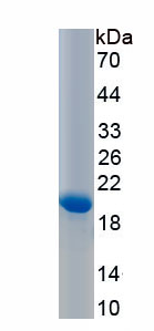 Recombinant 5-Hydroxytryptamine Receptor 1A (HTR1A)