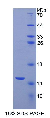 Recombinant Acylphosphatase 1, Erythrocyte (ACYP1)