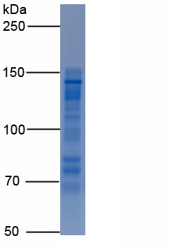 Recombinant Contactin Associated Protein Like Protein 2 (CNTNAP2)