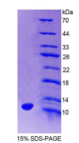 Recombinant Homeodomain Only Protein (HOP)