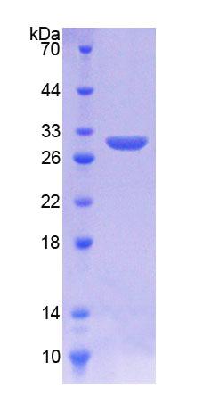 Recombinant Kringle Containing Transmembrane Protein 1 (KREMEN1)