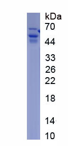 Recombinant Lysophosphatidic Acid Receptor 1 (LPAR1)