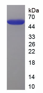 Recombinant X-Box Binding Protein 1 (XBP1)