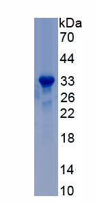 RPC864Hu01.jpg