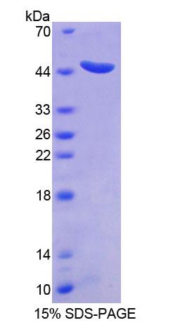 Recombinant Signal Transducing Adaptor Molecule 2 (STAM2)