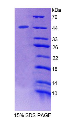 Recombinant Signal Transducing Adaptor Molecule 2 (STAM2)