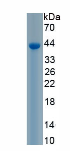 Recombinant Inositol-1,4,5-Trisphosphate Receptor Type 3 (ITPR3)